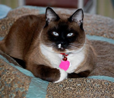 Snowshoe Siamese ~ I am owned by one & she's a beauty!!! | Cats, Cute cats, Siamese cats