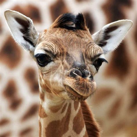 Guide to Giraffe Species: How Many Types of Giraffes Are There? | Storyteller Travel