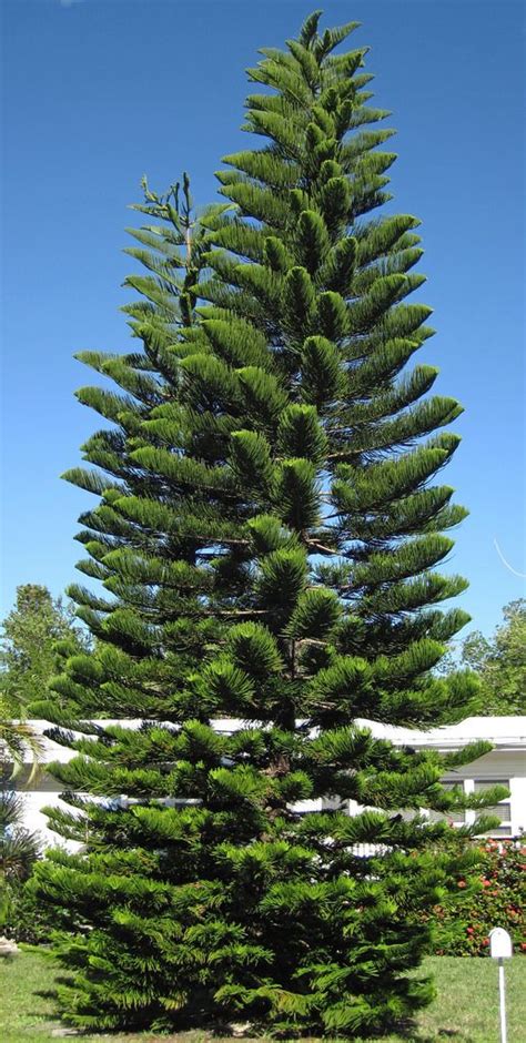 are florida pine trees protected - In Archuleta