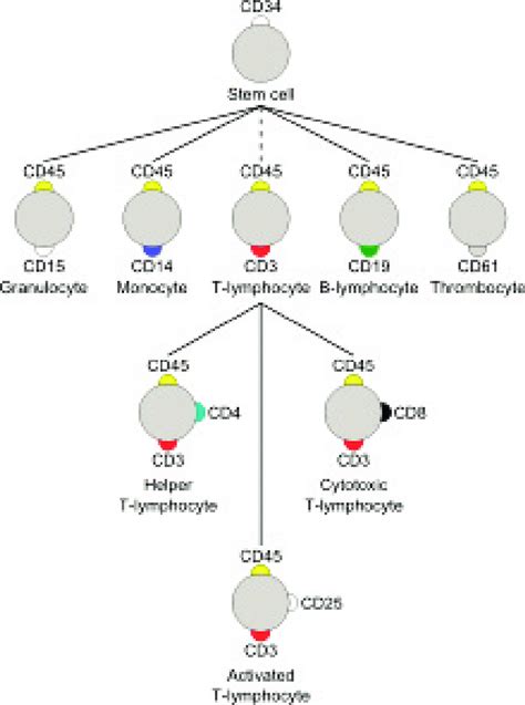 Diagram showing CD markers on various immune cell types. | Download Scientific Diagram