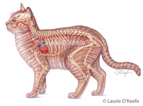 cat blood flow Archives - Laurie O'Keefe Illustration