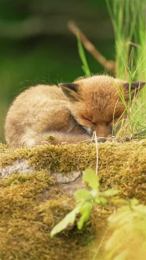 Just a baby fox sleeping : r/aww