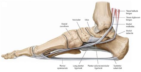 Plantar vault - The Foot Mechanic