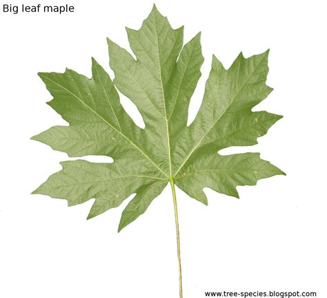 The World´s Tree Species: Bigleaf maple leaf