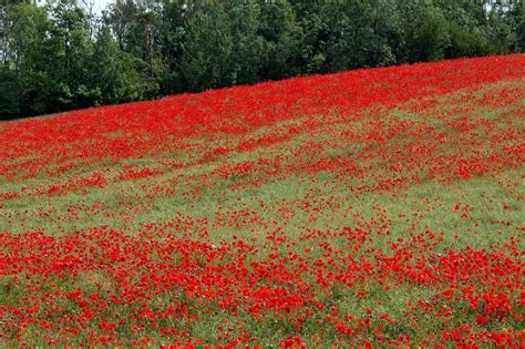 Poppy field Free Photo Download | FreeImages