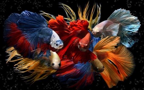 21+ Types of Betta Fish: A-Z List Of Bettas - Everything Fishkeeping