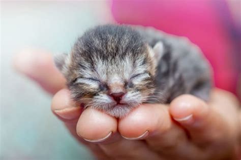 Newborn Kittens: When Do Kittens Open Their Eyes? | Renton Vets