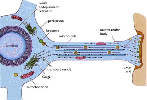 Microbe Tricks for Entering the Brain