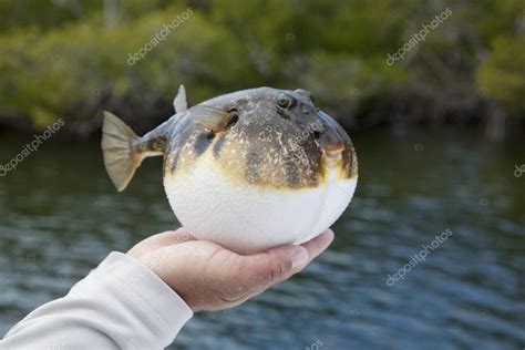 Inflated Smooth puffer fish in Florida mangroves Stock Photo by ...