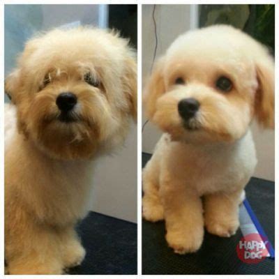 Maltipoo Haircuts picture | Maltipoo haircuts, Dog haircuts, Maltipoo