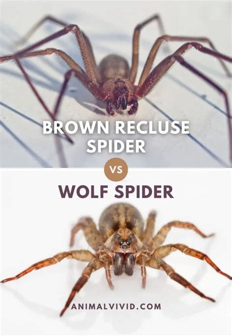 Wolf Spider Brown Recluse Comparison