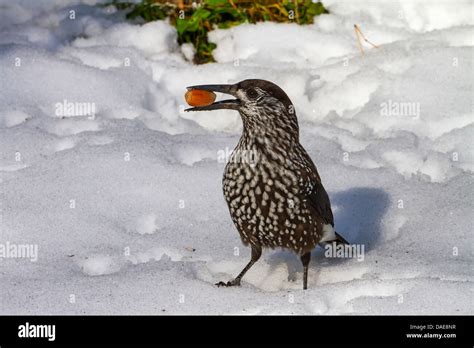 spotted nutcracker (Nucifraga caryocatactes), sitting in snow with a ...