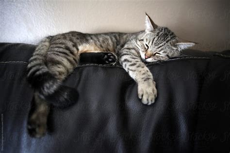 "Kitten Sleeping On Couch" by Stocksy Contributor "Dina Marie Giangregorio" - Stocksy