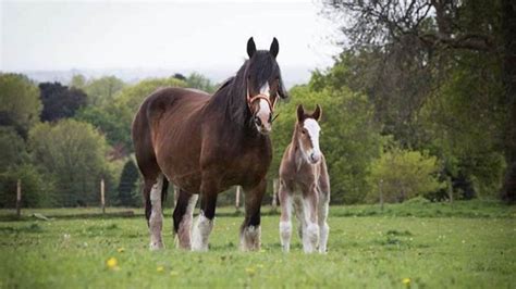 Shire Horse Foal