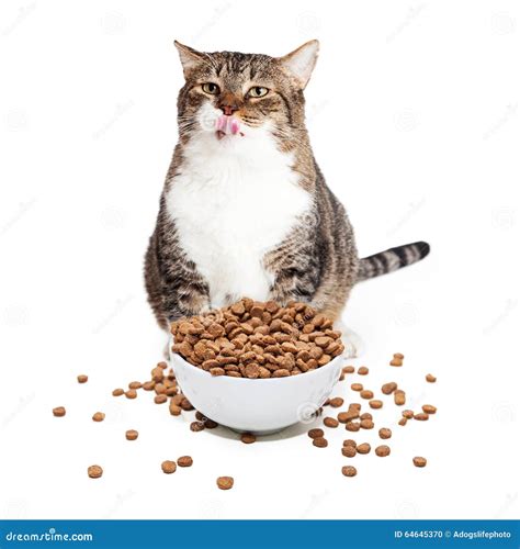 Fat Cat Eating Heaping Bowl of Food Stock Photo - Image of high, indoors: 64645370