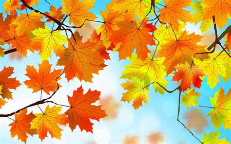 Autumn Leaves HD, HD Nature, 4k Wallpapers, Images, Backgrounds, Photos and Pictures