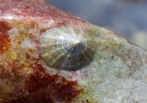 Limpet teeth are strongest natural material known | CBC News