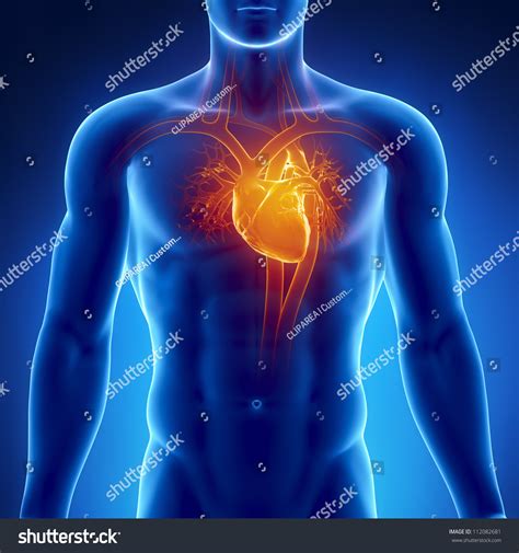 Human Heart Anatomy Stock Photo 112082681 : Shutterstock