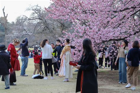 Japan's economy to bloom as hanami season kicks off - The Japan Times