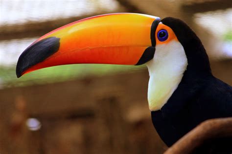 Toco Toucan - Nashville Zoo | Cute animals, Toco toucan, Animals