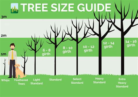 Tree Size Guide - Commercial Nursery | Johnsons Of Whixley Home | Johnsons of Whixley