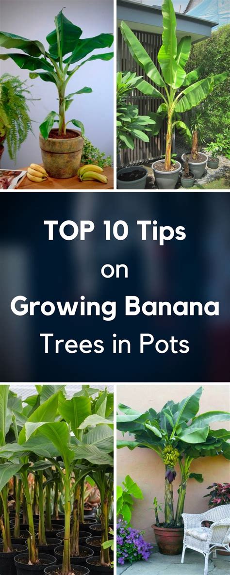 Top 10 Tips on Growing Banana Trees in Pots | Grow banana tree, Potted trees, Banana plants