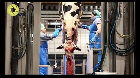 Cow Slaughterhouse Process