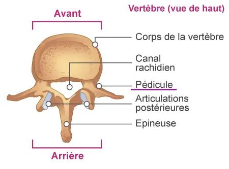 Pédicule vertébral : Définition et anatomie