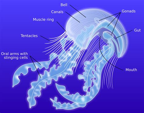 File:Anatomy of a jellyfish-en.svg | Animaux marins, Animaux, Océan