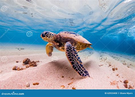 Hawaiian Green Sea Turtle stock photo. Image of endangered - 63933408