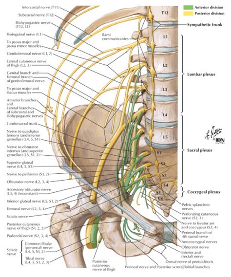 Nerves of the Lumbar Spine - ACUTE LOW BACK PAIN