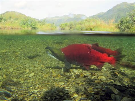 Sockeye Salmon: Hooked Jaws and Red Backs — Alaska Wildlife Alliance (AWA)