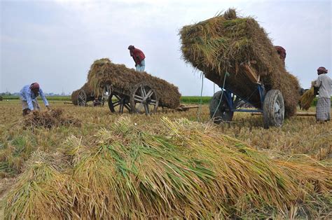 Rice Field Harvest Farmers - Free photo on Pixabay