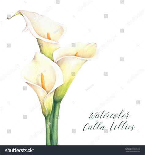 Watercolor Calla Lilies Isolated Hand Drawn Stock Illustration 749005438 | Shutterstock