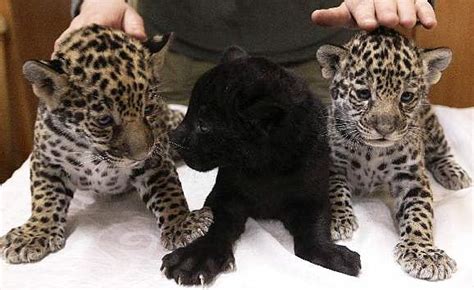 Jaguar Cubs – Black or Spotted - Baby Animal Zoo