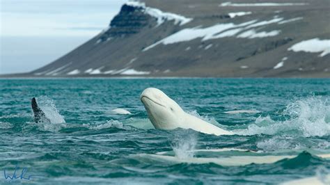 Belugas of the Canadian Arctic - Steppes Travel