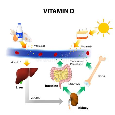 Schematic Diagram Of Vitamin D Metabolism Stock Image - Image of human, absorption: 64187667