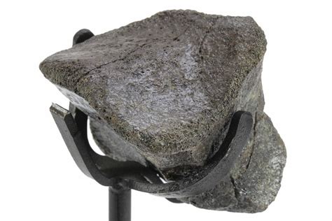 1.8" Fossil Hadrosaur Phalanx Bone w/ Metal Stand - Texas (#243657) For Sale - FossilEra.com