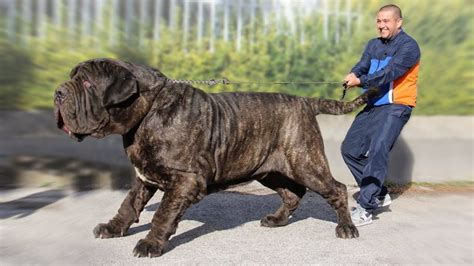 What Is The Largest Mastiff