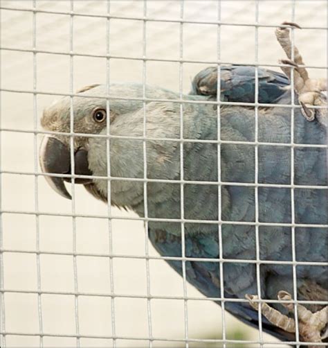 48 Facts About the Spix’s Macaw: Extinct in the Wild | Owlcation