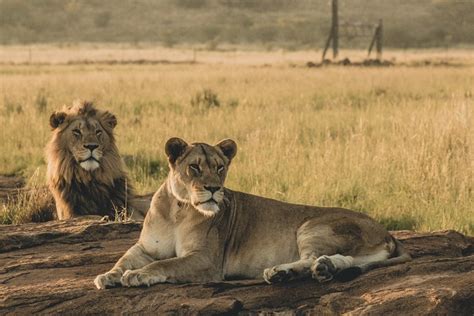 Masai Mara Lions: Facts about Lions in the famed wildlife reserve and in Kenya