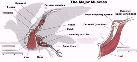 Bird muscles Diagram | Quizlet