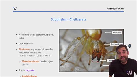 Subphylum Chelicerata Examples