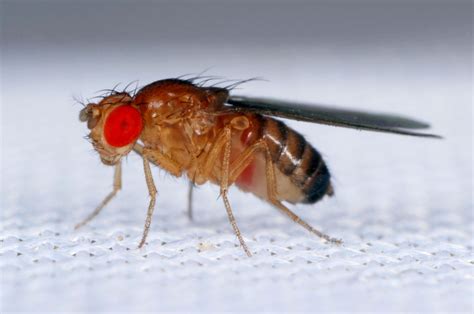 Vinegar fly | Fruit Fly, Drosophila & Genetics | Britannica