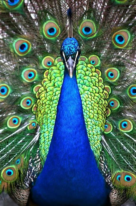 Peacock Symbolism and Peacock Meaning on Whats-Your-Sign