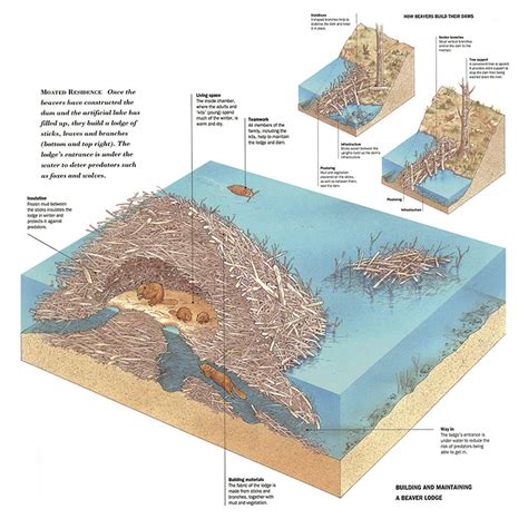 beaver building a dam in house Why do beavers build dams?