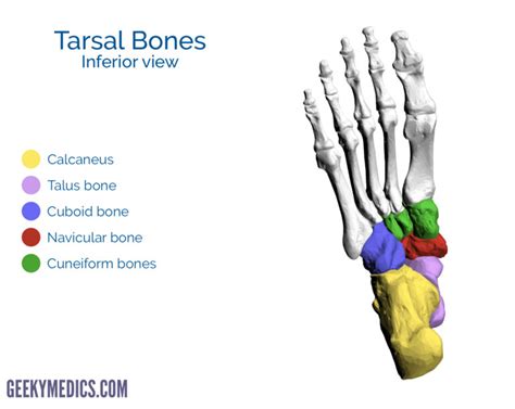 Bones of the Foot | Tarsal bones - Metatarsal bone | Geeky Medics