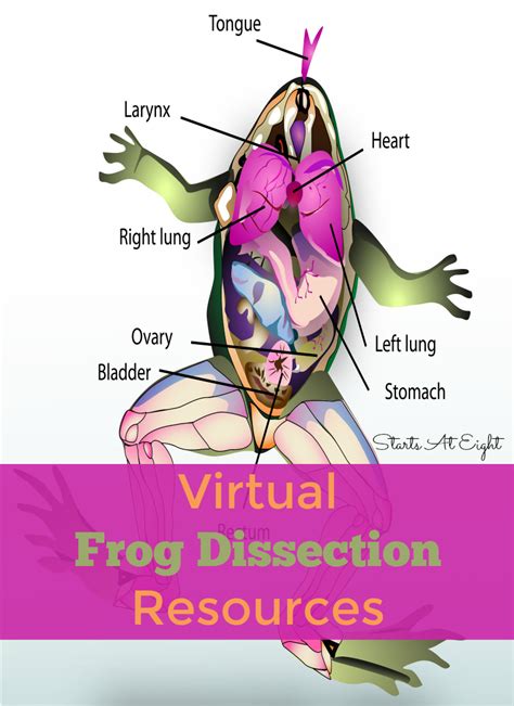 Virtual Frog Dissection Resources - StartsAtEight