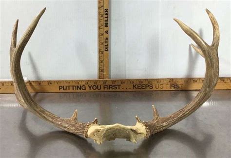 Mule Deer Antlers - Sherwood Auctions