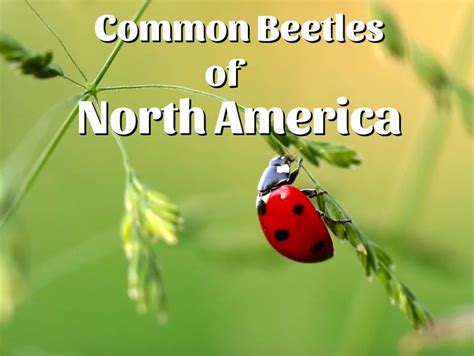 Beetle Identification: A Guide to Common Species (With Photos) - Owlcation